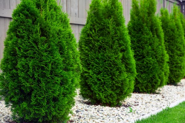 Arborvitae Planting in Leander
