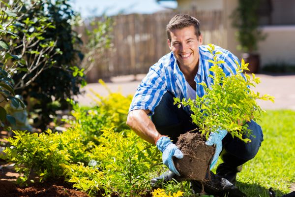 Bush Planting Service in Leander