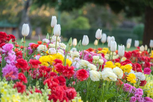 Gardening Service in Leander