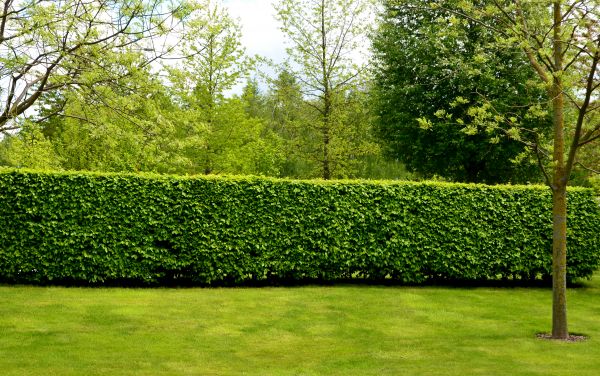 Hedge Planting in Leander