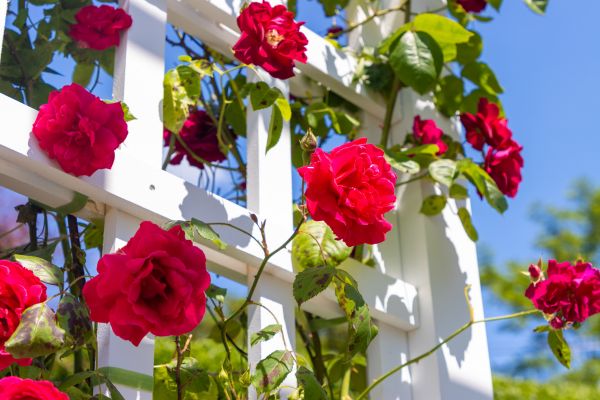 Home Gardening Service in Leander
