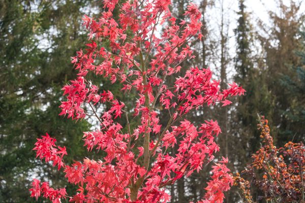 Japanese Maple Planting in Leander