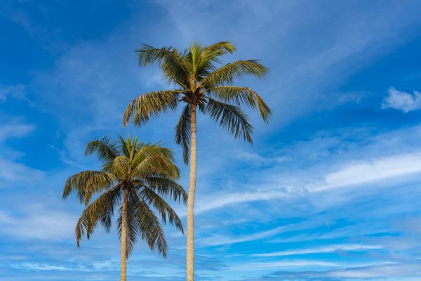 Palm Tree Planting in Leander