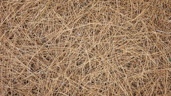Pine Needles Delivery in Leander