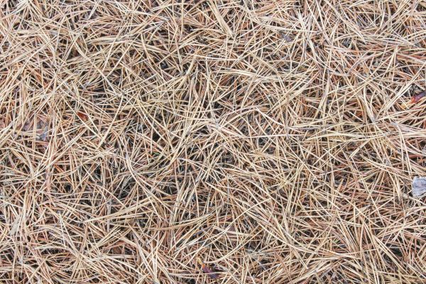 Pine Straw Installation in Leander