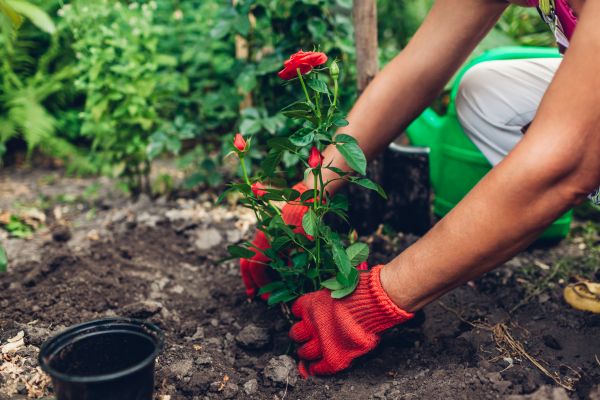 Planting Service in Leander