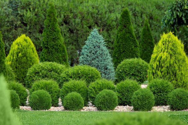Shrub Installation in Leander