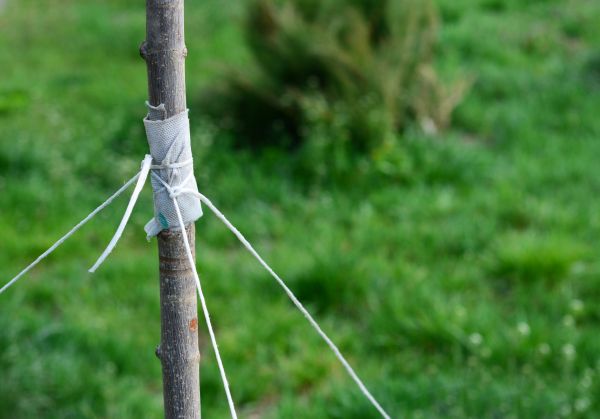 Tree Staking Service in Leander