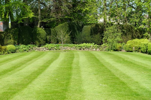 Lawn Renovation in Leander