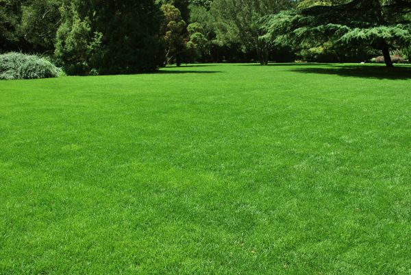 Lawn Landscaping in Leander
