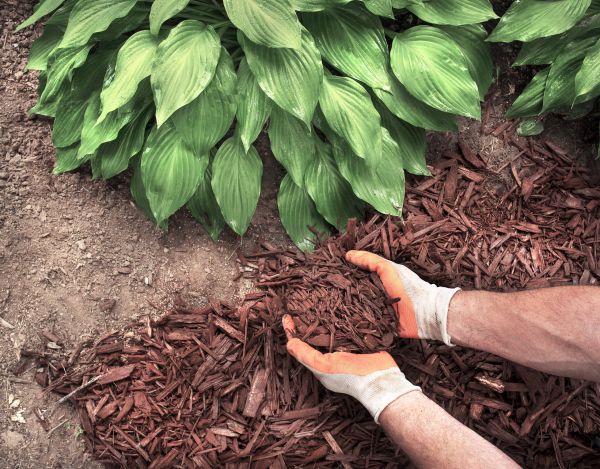 Shredded Mulch Service in Leander