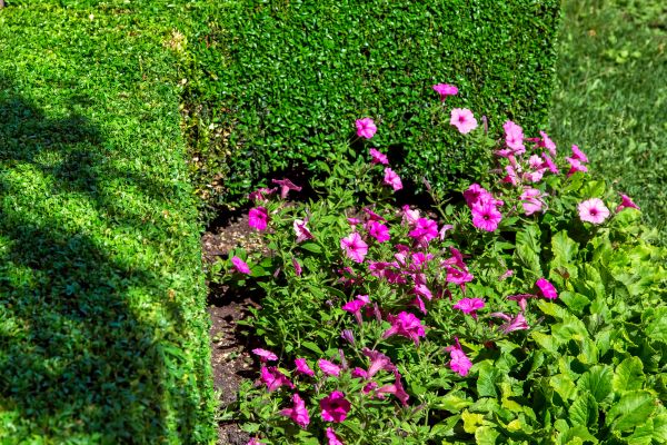 Softscaping Service in Leander