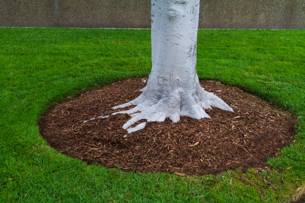 Brown Mulch Installation in Leander
