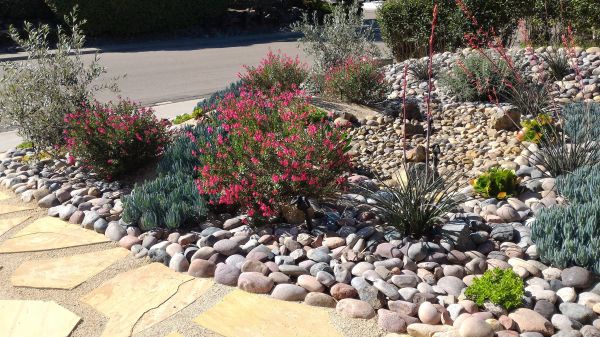 Xeriscape Landscaping in Leander