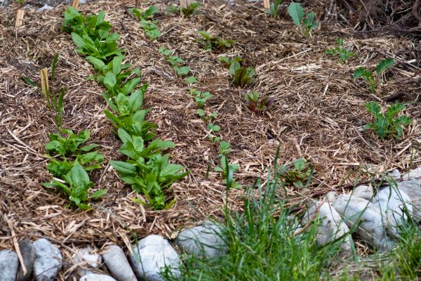Mulch Service in Leander