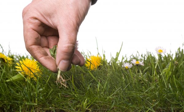 Lawn Weeding in Leander