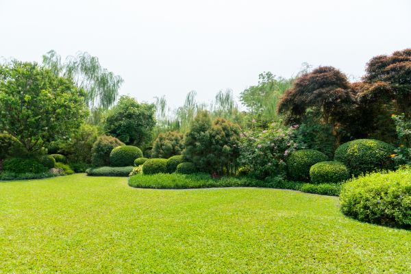 Tree Landscaping in Leander