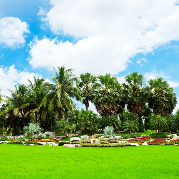 Tropical Landscaping in Leander