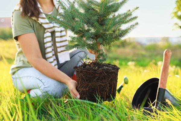 Spruce Tree Planting in Leander