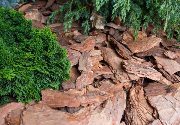 Pine Bark Installation in Leander
