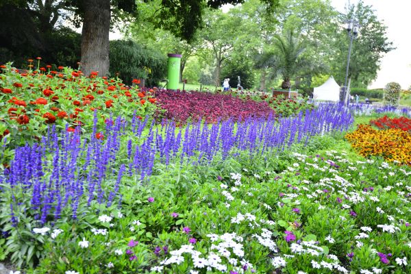 Perennials Planting in Leander