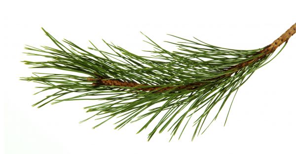 Pine Needles Installation in Leander