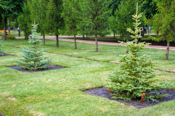 Privacy Trees Planting in Leander