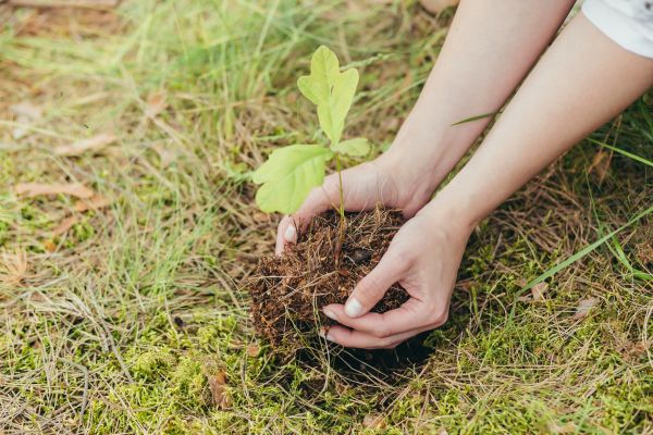 Oak Tree Planting in Leander