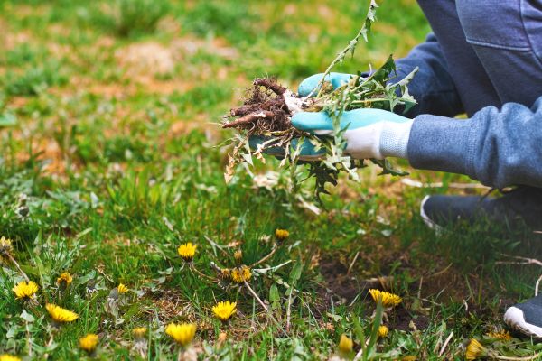 Flower Bed Clearing in Leander