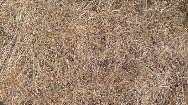 Pine Straw Replacement in Leander