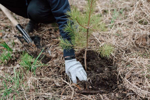 Pine Tree Planting in Leander