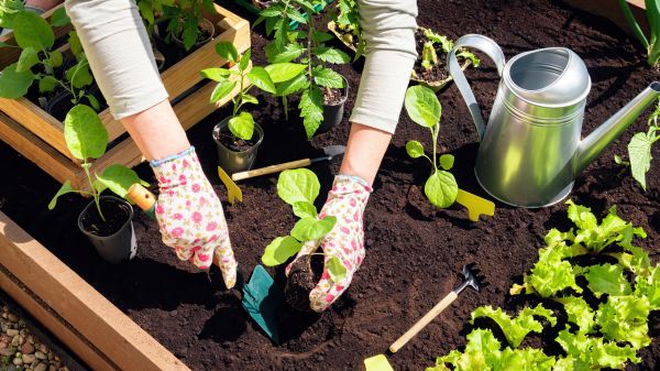 Garden Bed Installation in Leander