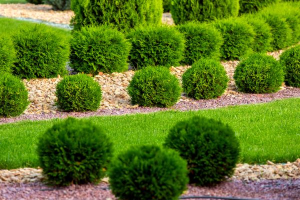 Bush Replacement in Leander