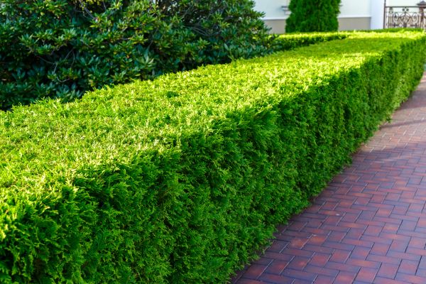 Hedge Installation in Leander
