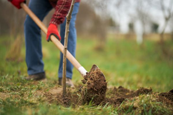 Trees Planting in Leander
