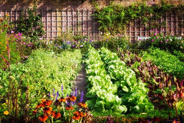 Garden Planting Service in Leander
