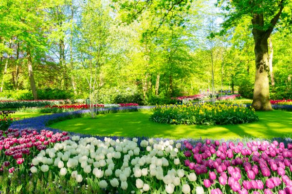 Flower Landscaping in Leander