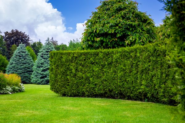 Hedge Landscaping in Leander