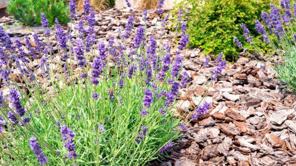 Pine Bark Landscaping in Leander