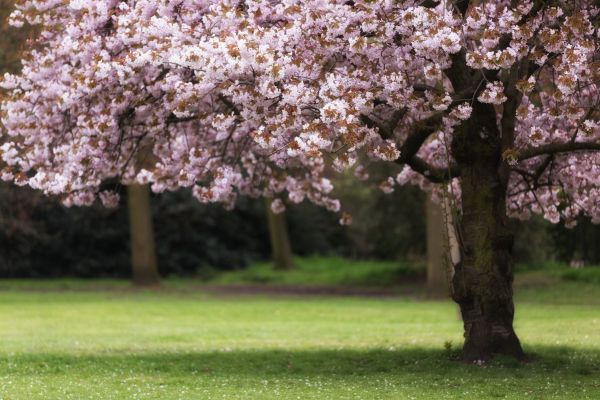 Cherry Tree Planting in Leander