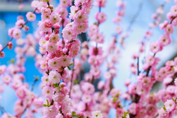 Japanese Cherry Tree Planting in Leander