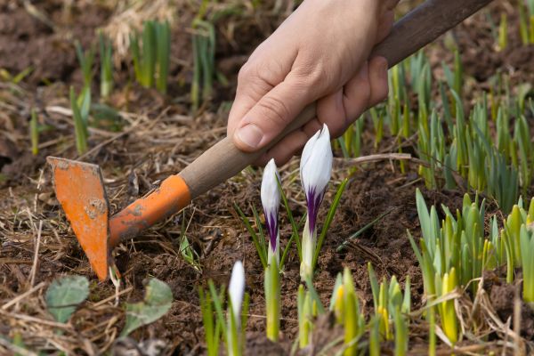 Flower Garden Weeding in Leander