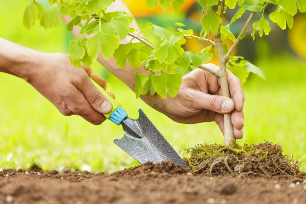 Fruit Tree Planting in Leander