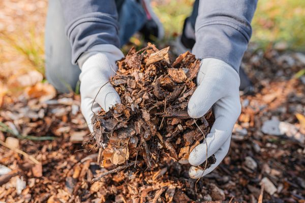 Shredded Mulch Installation in Leander