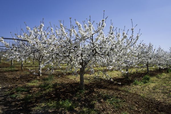 Orchard Planting in Leander
