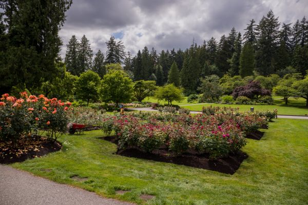 Flower Garden Landscaping in Leander