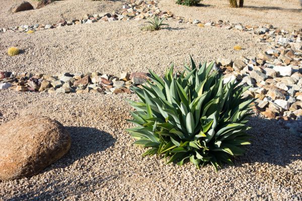 Xeriscaping Service in Leander