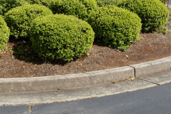 Pine Mulch Installation in Leander