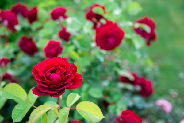 Rose Planting in Leander