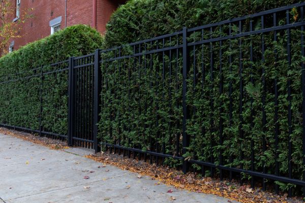 Privacy Hedge Installation in Leander